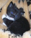 Felix 3 v
